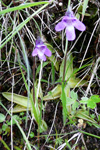 Vanligt undirløgugras / Pinguicula vulgaris