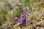 Smá silkibond / Polygala serpyllifolia