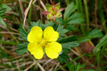 Børkumura / Potentilla erecta