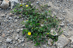 Børkumura / Potentilla erecta