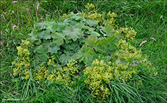 Alchemilla 'mollis'