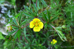 Børkumura / Potentilla erecta