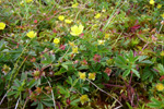 Børkumura / Potentilla erecta