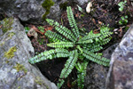 Strálhærdur trøllakampur / Asplenium trichomanes L.