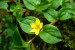 Lundararmingi / Lysimachia nemorum L.