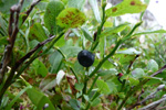 Aðalbláber / Vaccinium myrtillus L.