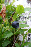 Aðalbláber / Vaccinium myrtillus L.