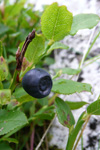 Aðalbláber / Vaccinium myrtillus L.