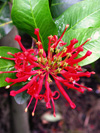 Eldrunnur / Embothrium coccineum