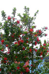 Eldrunnur / Embothrium coccineum