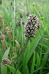 Jóansøkugøtubrá / Plantaginaceae lanceolata L.