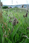 Jóansøkugøtubrá / Plantaginaceae lanceolata L.