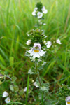 Eygnagras / Euphrasia officinalis