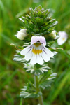 Eygnagras / Euphrasia officinalis