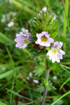 Eygnagras / Euphrasia officinalis