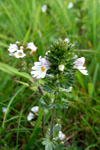 Eygnagras / Euphrasia officinalis