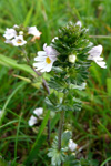 Eygnagras / Euphrasia officinalis