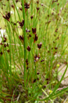 Tjarnarsev / Juncus articulatus L.