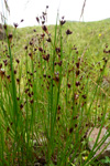 Tjarnarsev / Juncus articulatus L.