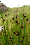 Tjarnarsev / Juncus articulatus L.