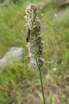 Eingjartimotey / Phleum pratensis L. 