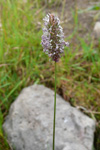 Fjallatimotey / Phleum alpinum L. 