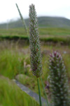 Eingjartimotey / Phleum pratensis L. 