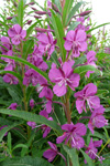 Sigurskúvur / Epilobium angustifolium L. (Chamaenerion angustifolium (L.) Scop.)