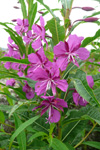 Sigurskúvur / Epilobium angustifolium L. (Chamaenerion angustifolium (L.) Scop.)