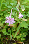 Eingjardúnurt / Epilobium palustre