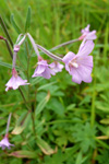 Eingjardúnurt / Epilobium palustre