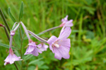 Eingjardúnurt / Epilobium palustre