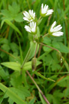 Vanligt høsnagras / Cerastium fontanum Baumg.