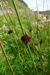 Stórveikasev / Juncus effusus L.