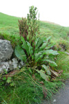 Stórrukkut hømilia / Rumex longifolius L.