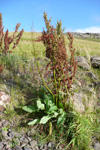 Stórrukkut hømilia / Rumex longifolius L.