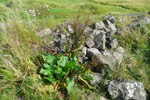 Stórrukkut hømilia / Rumex longifolius L.