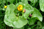 Mýrisólja / Caltha palustris L.