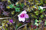 Vetrarsteinbrot / Saxifraga oppositifolia L. Sornfelli.