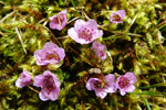 Vetrarsteinbrot / Saxifraga oppositifolia L. Sornfelli