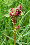 Leggsýra, sýruleggur, sýra Rumex acetosa L.