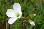 Eingjarkarsi / Cardamine pratensis L.