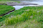 Kannubjølluvísa / Equisetum arvense L.