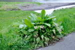 Stórrukkut hømilia / Rumex longifolius L.