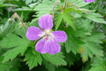 Litingarsortugras / Geranium sylvaticum.