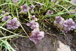 Hestamynta / Mentha aquatica L.