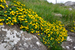 Hornut tyriltunga / Lotus corniculautus L. 