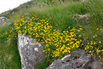 Hornut tyriltunga / Lotus corniculautus L. 