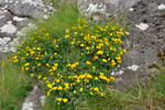 Hornut tyriltunga / Lotus corniculautus L. 