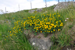 Hornut tyriltunga / Lotus corniculautus L. 